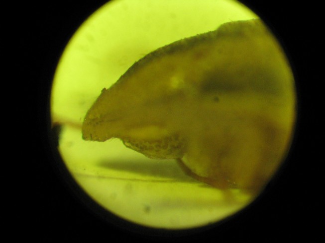 Aelia rostrata, A.germari, A.acuminata, A.klugi